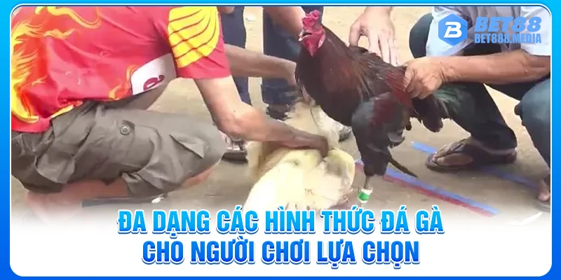 Đa dạng các hình thức đá gà cho người chơi lựa chọn